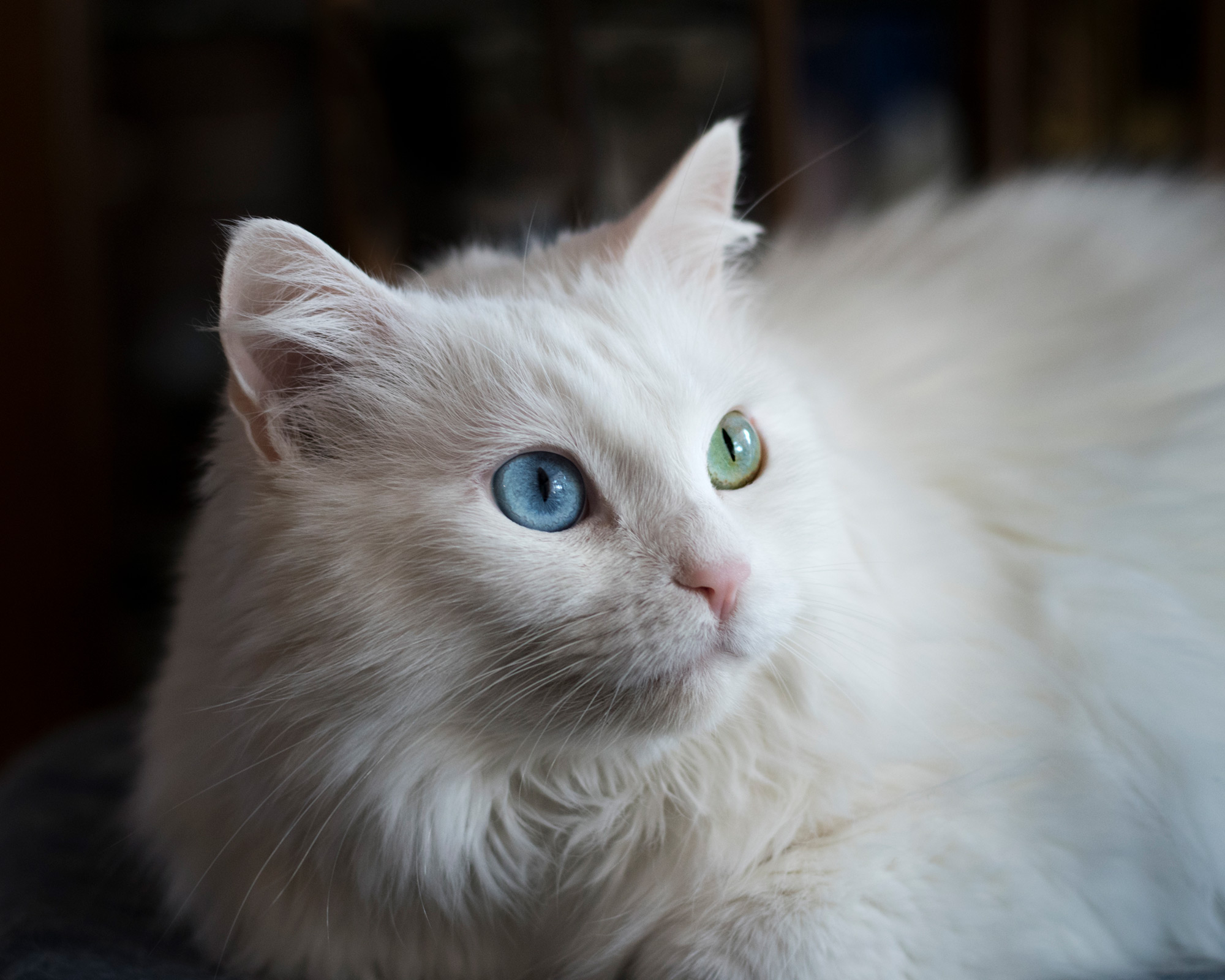 Houston Cat Photography - white cat Ziggy