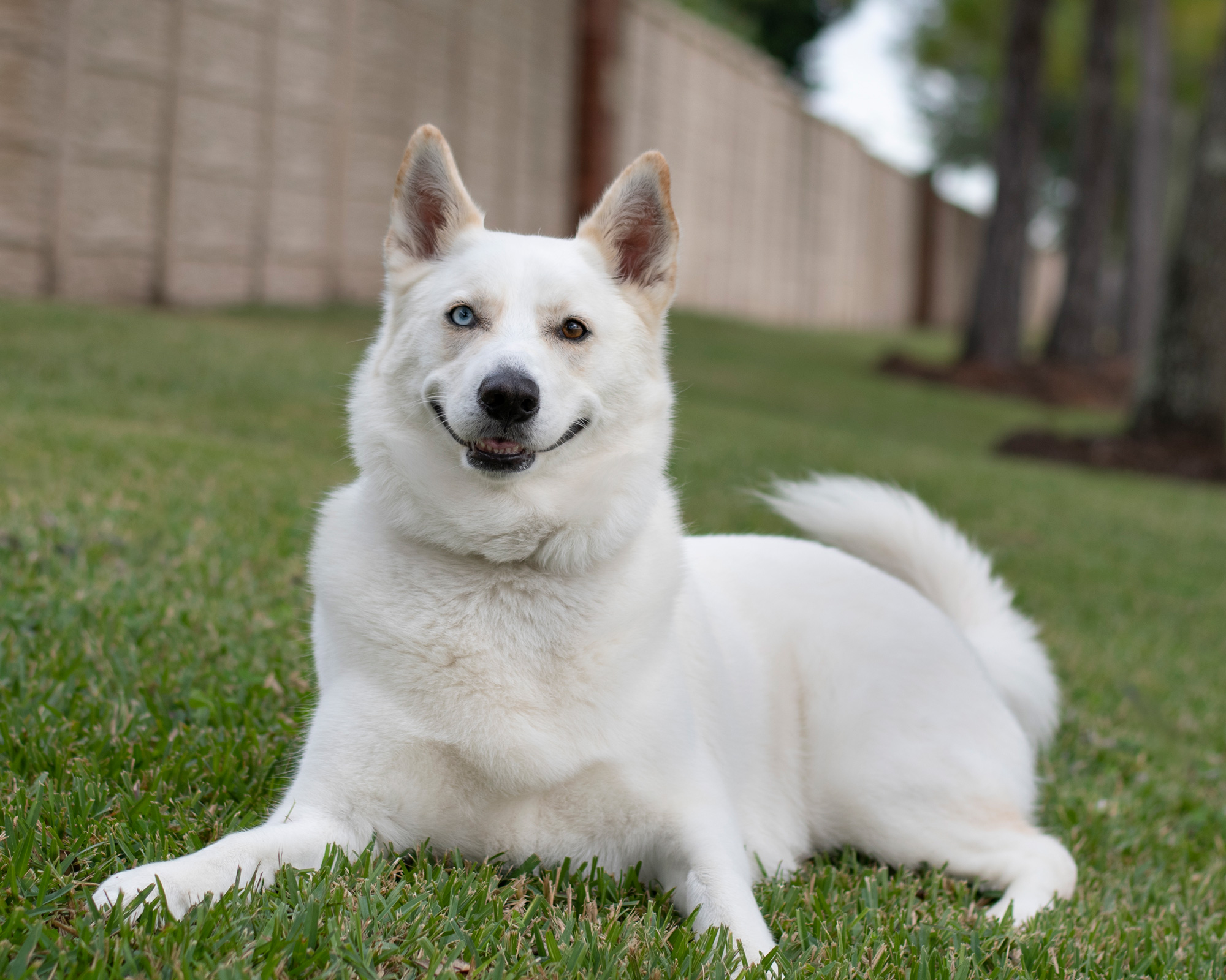 Dog photography Richmond Texas - White Husky