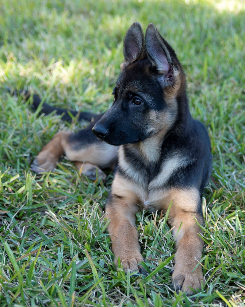pet photography Houston German Shepherd puppy