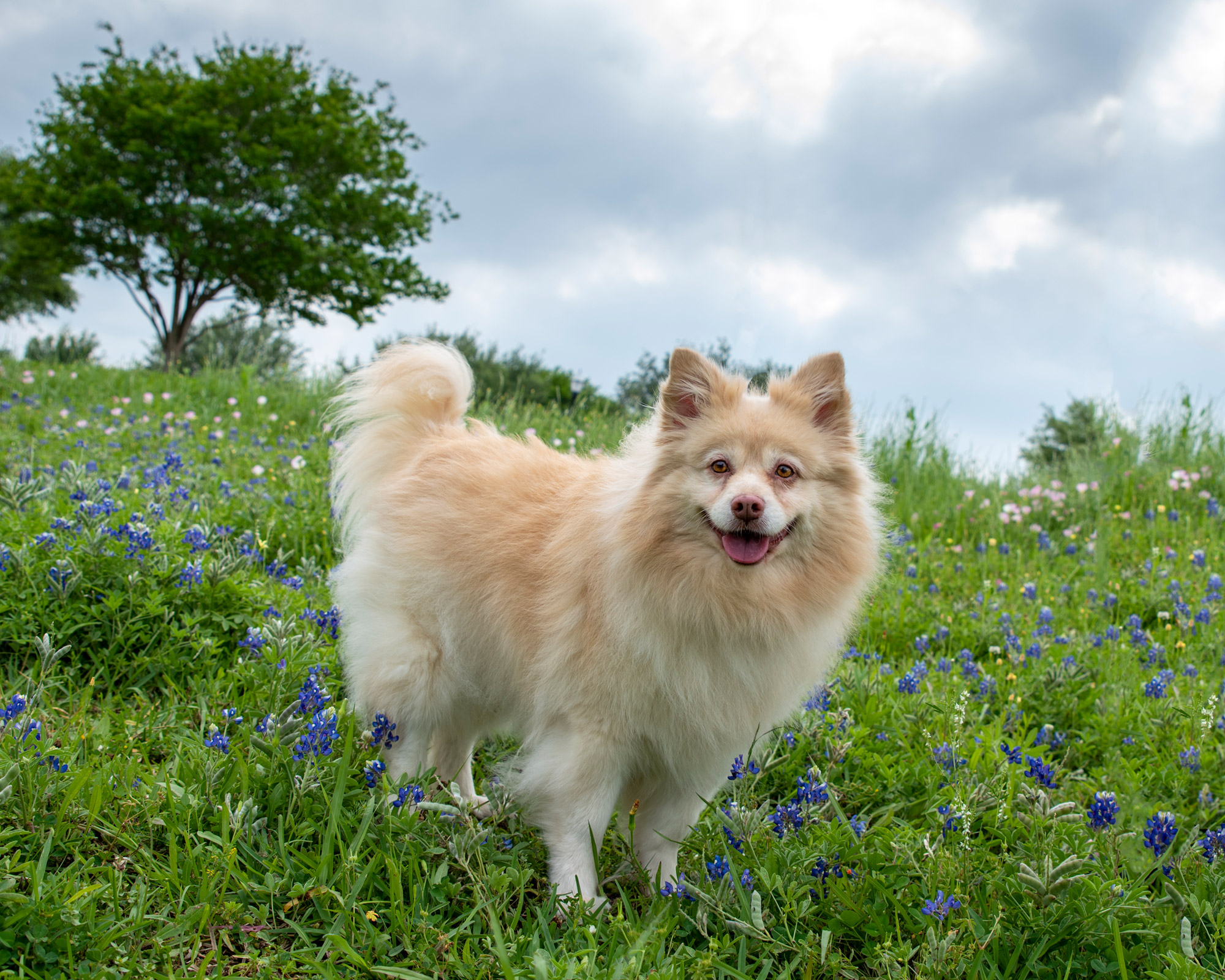 dog photography in wildflowers Houston